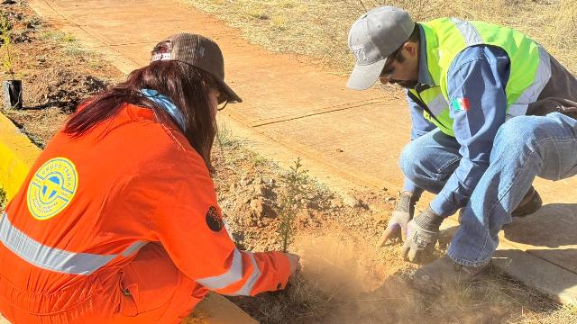 Reforestación WhatsApp Image 2026 03 24 at 1.13.17 PM