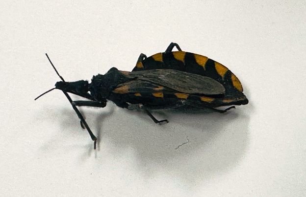 El médico brasileño Carlos Chagas realizó su descubrimiento en 1909 WhatsApp Image 2026 04 14 at 12.38.05 PM