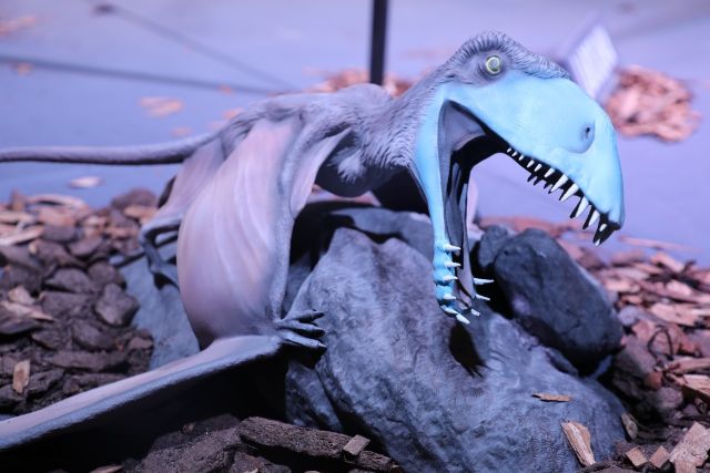 Se recorren más de 200 millones de años de historia natural ataccion