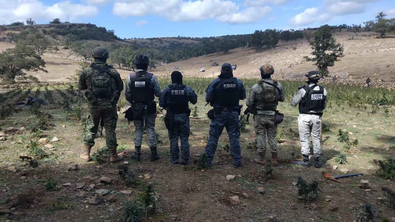 El plantío ya fue destruido, según informó la SSP localizydestr