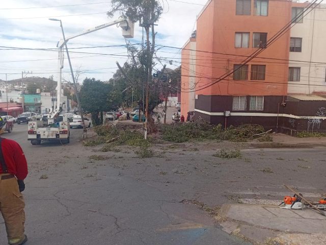 Fue necesario hacer diversos cortes al árbol fuertes vientos gavilanes