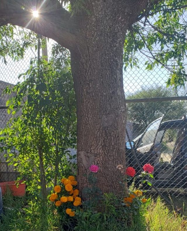 Una sociedad sólida no se entiende sin tronco común, sin compromiso de todos sus miembros tronco flores