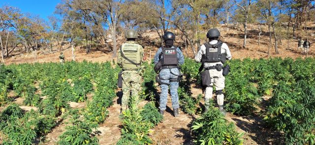 Uno de los plantíos (foto cortesía Fuerzas de Seguridad) los plantios