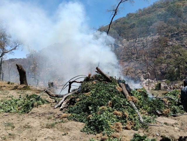 Destrucción de las plantas mariguana Florencia
