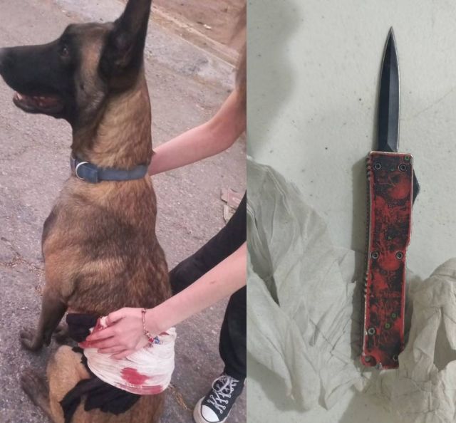 El can sufrió lesión sangrante perrito lastimado